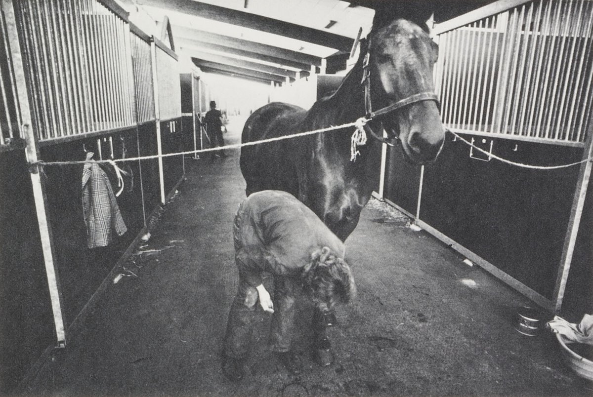 Schwarz-Weiß-Fotografie eines Pferdes, angebunden in einer Stallgasse mit einem Pfleger